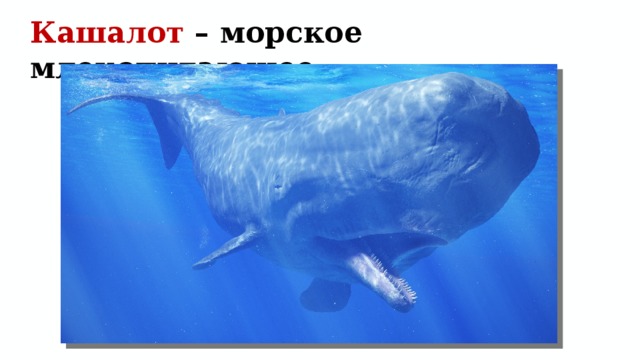 стихотворение рыба кит 5 класс. img11. стихотворение рыба кит 5 класс фото. стихотворение рыба кит 5 класс-img11. картинка стихотворение рыба кит 5 класс. картинка img11. На далеком севере Бродит рыба-кит, А за ней на сейнере Ходят рыбаки.