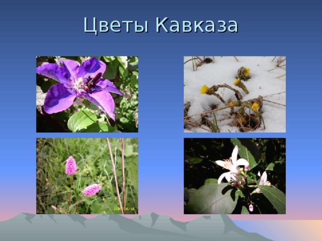 Цветы Кавказа 