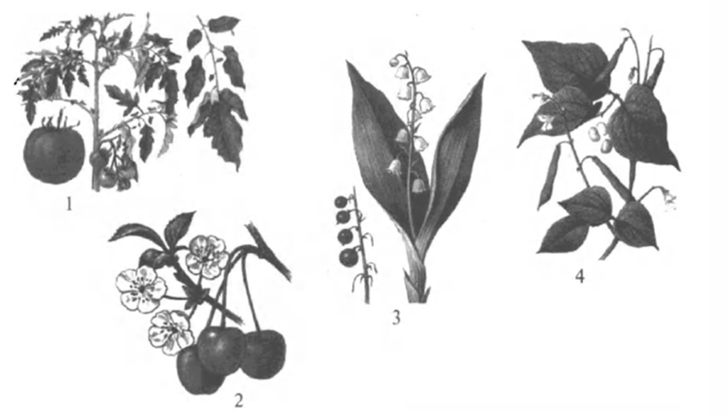 На рисунке 1 изображено растение и внутреннее. Ч5л5тxп. Цветок имеющий формулу ч5л5тхп1. Растения изображенные на рисунке. Что такое в биологии ч5л5т5п1.