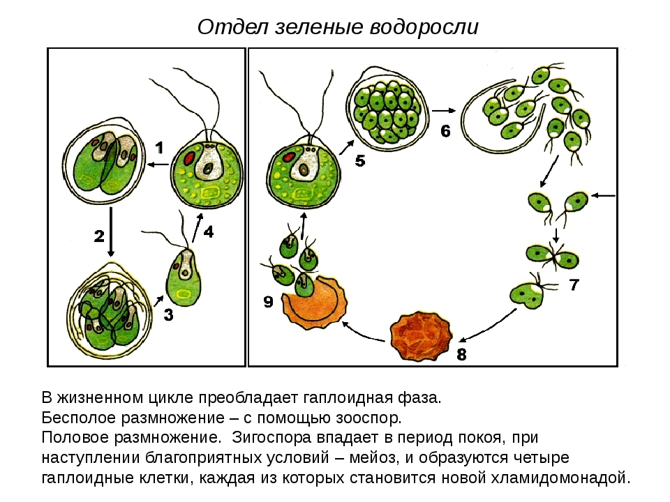 С помощью какой мужской клетки происходит размножение. Жизненный цикл одноклеточных водорослей схема. Жизненный цикл хламидомонады ЕГЭ. Цикл развития водоросли хламидомонады схема. Жизненный цикл водорослей хламидомонада.