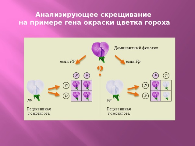 Как скрещивать гены. Анализирующее скрещивание. Аналихирующее скрещивание горох. Анализирующее скрещивание цветы гороха.