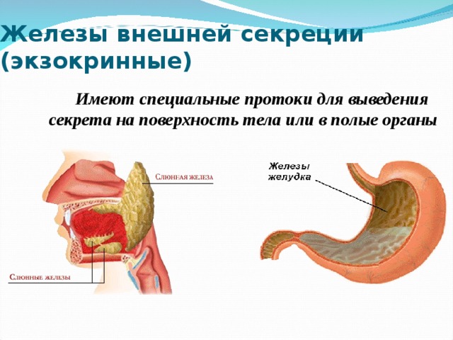 Железы смешанной секреции имеют протоки. Экзокринные железы человека. Железы внешней секреции. Эндокринные и экзокринные железы. Железы внешней секреции примеры.