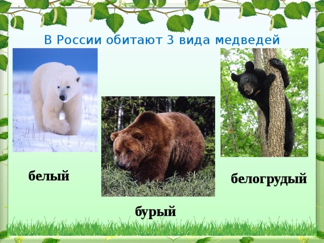 В России обитают 3 вида медведей белый белогрудый бурый 