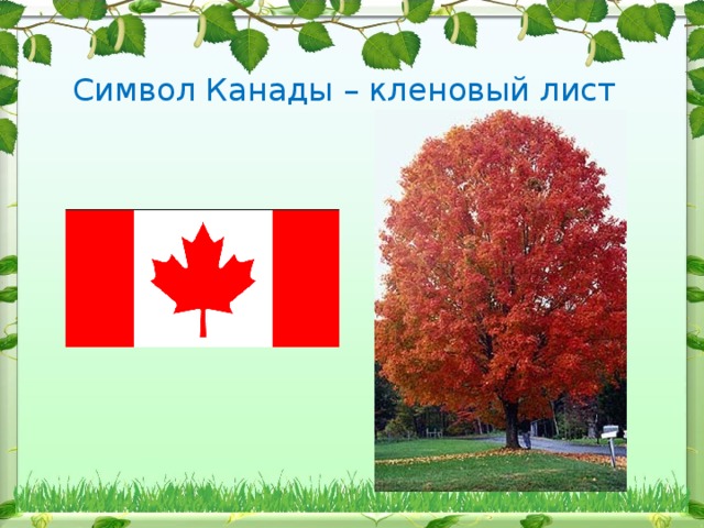 Символ Канады – кленовый лист 