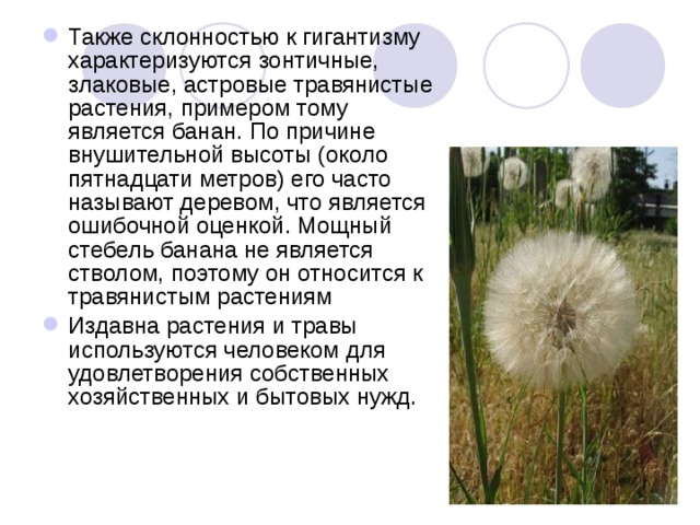 Какое сообщество характеризуется большим разнообразием исключительно травянистых