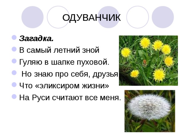 Слова букв одуванчик. Загадка про одуванчик. Загадка про одуванчик для дошкольников. Загадка про одуванчик для детей. Стишок про одуванчик.