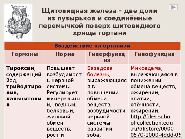 Щитовидная железа – две доли из пузырьков и соединённые перемычкой поверх щитовидного хряща гортани Воздействие на организм Гормоны Норма Тироксин , содержащий йод, трийодтиро Гиперфункция нин, кальцитонин Повышает возбудимость нервной системы. Регулирует минеральный, водный, белковый, жировой обмен веществ, рост и развитие организма Гипофункция Базедова болезнь , выражающаяся в повышении обмена веществ, возбудимости нервной системы, развитии зоба, похудении. Пучеглазие Микседема , выражающаяся в понижении обмена веществ, ожирении, апатии, отёчности, ожирении. http://files.school-collection.edu.ru/dlrstore/00000570-1000-4ddd-055d-340046bc5013/index.htm  