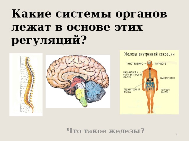 Какие системы органов лежат в основе этих регуляций? Что такое железы?  