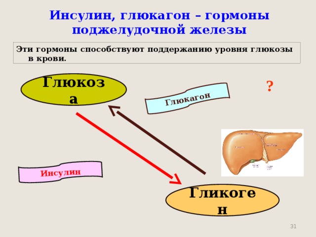 Инсулин Глюкагон Инсулин, глюкагон – гормоны поджелудочной железы Эти гормоны способствуют поддержанию уровня глюкозы в крови. Глюкоза ? Гликоген  