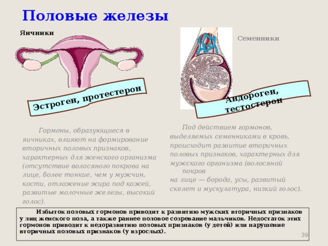 Эстроген, протестерон Андороген, тестостерон Половые железы Яичники Семенники  Гормоны, образующиеся в  Под действием гормонов, яичниках, влияют на формирование выделяемых семенниками в кровь, происходит развитие вторичных вторичных половых признаков, половых признаков, характерных для характерных для женского организма мужского организма (волосяной покров (отсутствие волосяного покрова на на лице — борода, усы, развитый лице, более тонкие, чем у мужчин, кости, отложение жира под кожей, скелет и мускулатура, низкий голос). развитые молочные железы, высокий голос).  Избыток половых гормонов приводит к развитию мужских вторичных признаков у лиц женского пола, а также раннее половое созревание мальчиков. Недостаток этих гормонов приводит к недоразвитию половых признаков (у детей) или нарушение вторичных половых признаков (у взрослых).     
