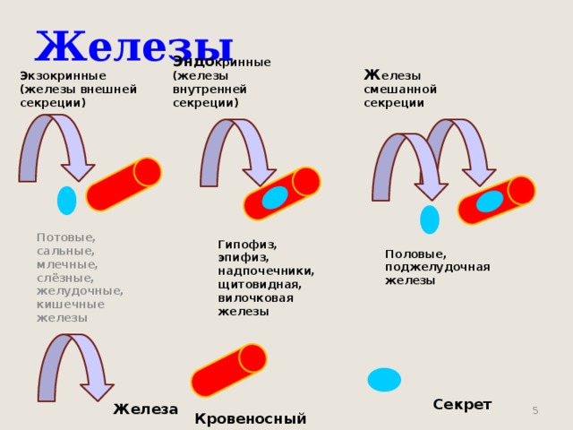 Железы Эндо кринные (железы внутренней секреции) Ж елезы смешанной секреции Экзокринные (железы внешней секреции)  Гипофиз, эпифиз, надпочечники, щитовидная, вилочковая железы  Потовые, сальные, млечные, слёзные, желудочные, кишечные железы  Половые, поджелудочная железы  Секрет  Железа   Кровеносный сосуд 