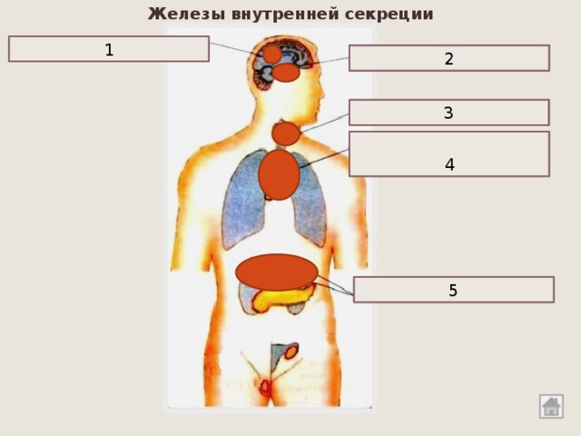 Железы внутренней секреции 1 эпифиз гипофиз 2 щитовидная железа 3 (тимус) вилочковая железа 4 5 надпочечники 