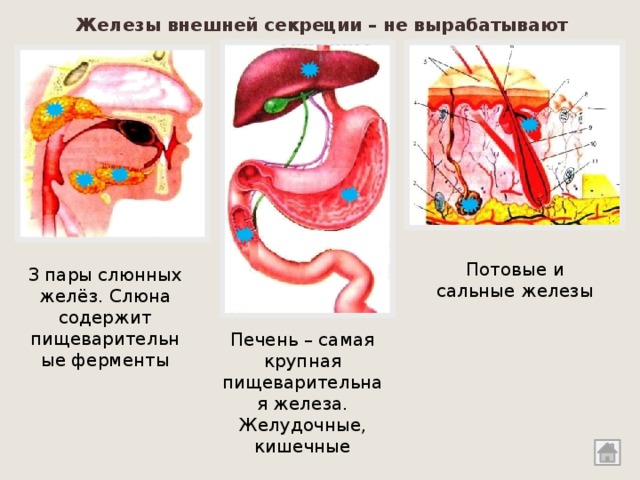 Железы внешней секреции – не вырабатывают гормоны Потовые и сальные железы З пары слюнных желёз. Слюна содержит пищеварительные ферменты Печень – самая крупная пищеварительная железа. Желудочные, кишечные 