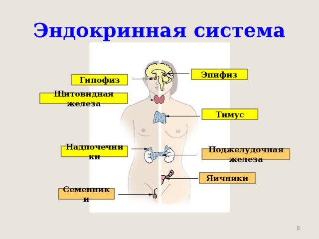Эндокринная система Эпифиз Гипофиз Щитовидная железа Тимус Надпочечники Поджелудочная железа Яичники Семенники   