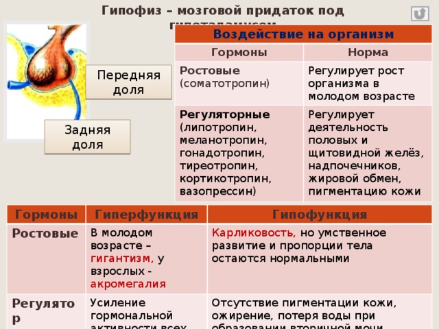 Влияние гормонов на рост и развитие человека проект по биологии 8 класс