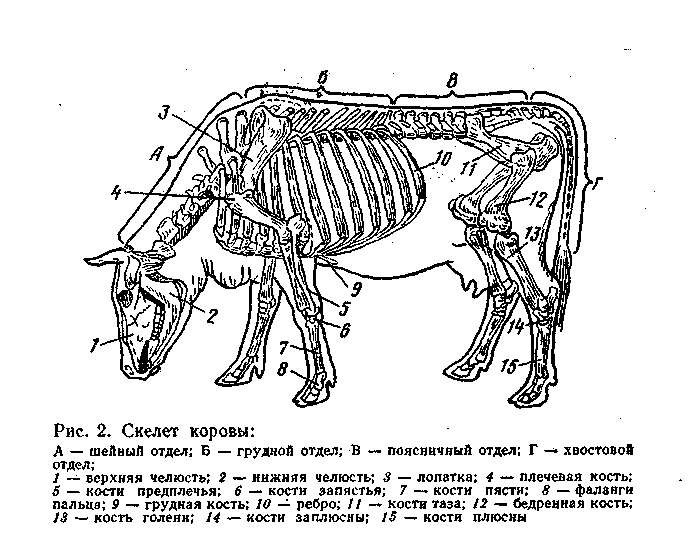 Скелет туловища животного. Строение скелета крупного рогатого скота. Анатомия КРС скелет коровы. Периферический скелет КРС. Поверхностные мышцы туловища коровы.