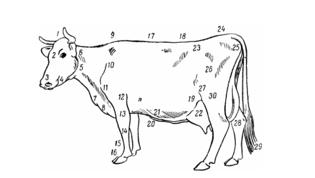 Стати молочной коровы рисунок