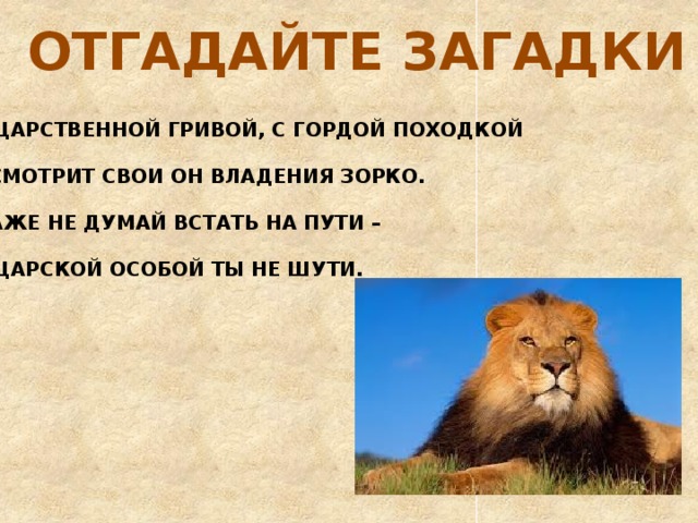 ОТГАДАЙТЕ ЗАГАДКИ С ЦАРСТВЕННОЙ ГРИВОЙ, С ГОРДОЙ ПОХОДКОЙ ОСМОТРИТ СВОИ ОН ВЛАДЕНИЯ ЗОРКО. ДАЖЕ НЕ ДУМАЙ ВСТАТЬ НА ПУТИ – С ЦАРСКОЙ ОСОБОЙ ТЫ НЕ ШУТИ. 