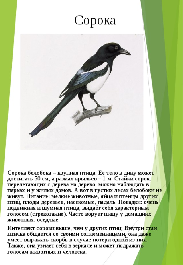 Краткое содержание сорока. Сорока повадки птицы. Сорока описание птицы. Рассказ про сороку. Информация о Сороке.