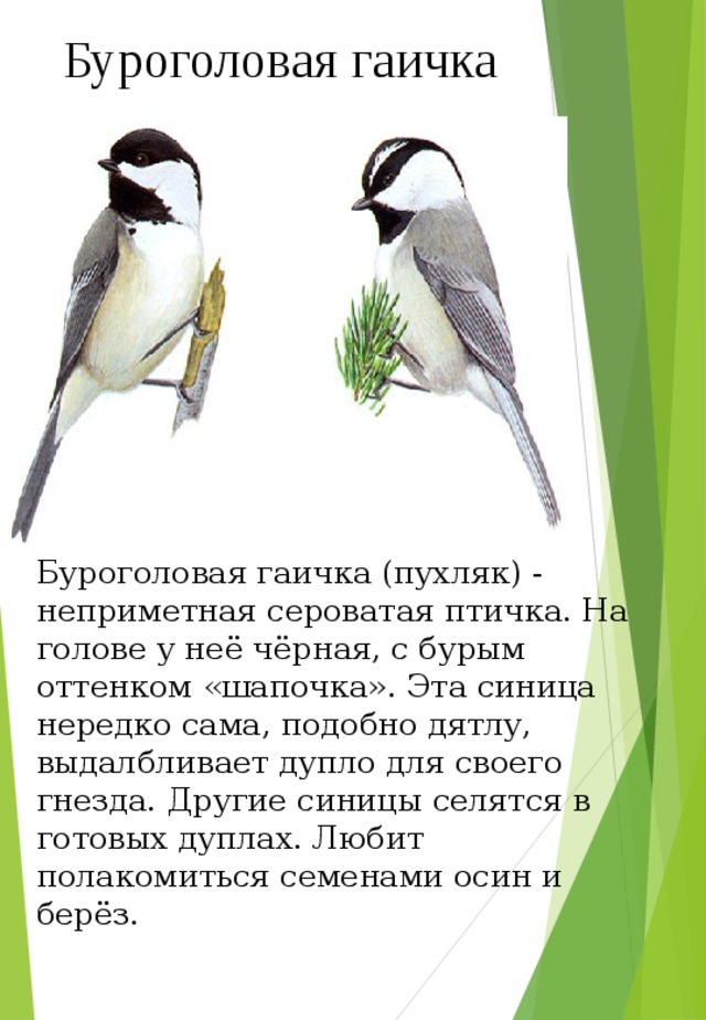 Буроголовая гаичка Буроголовая гаичка (пухляк) - неприметная сероватая птичка. На голове у неё чёрная, с бурым оттенком «шапочка». Эта синица нередко сама, подобно дятлу, выдалбливает дупло для своего гнезда. Другие синицы селятся в готовых дуплах. Любит полакомиться семенами осин и берёз. 