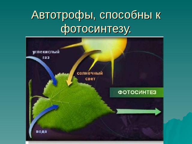 Автотрофы, способны к фотосинтезу. 