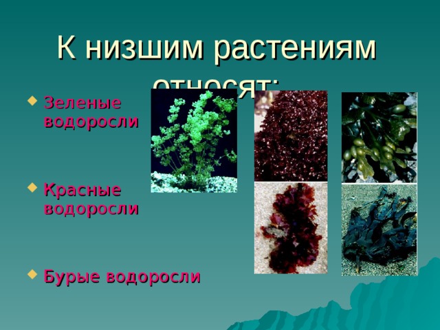 К низшим растениям относят: Зеленые водоросли Красные водоросли Бурые водоросли 