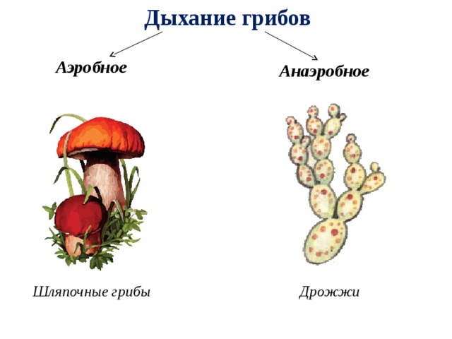 Дыхание грибов Аэробное Анаэробное Шляпочные грибы Дрожжи 