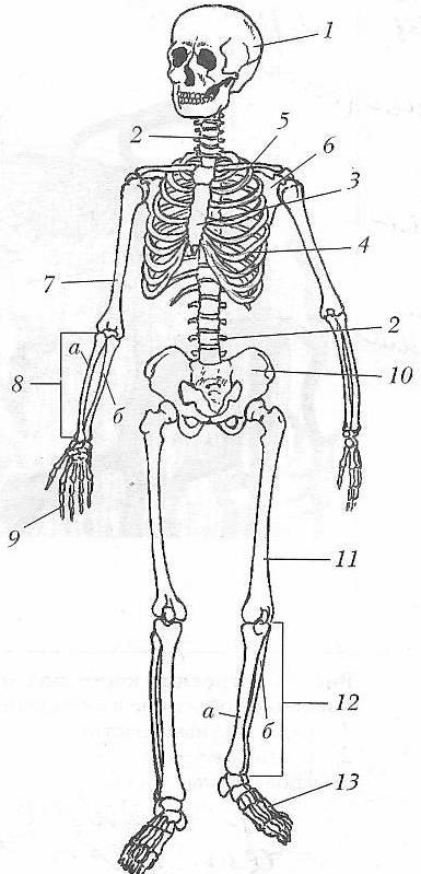 На рисунке цифрами 123 обозначены соответственно кости