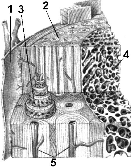 Костная рисунок. Микроскопическое строение компактного вещества кости. Микроскопическое строение кости Остеон. Строение кости под микроскопом рис 15. Микроскопическое строение кости обозначения.