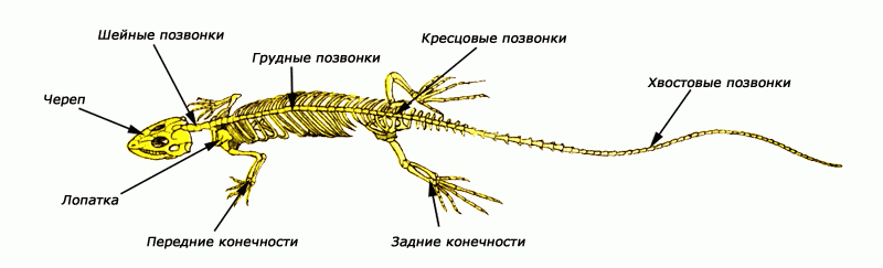 Рисунок конечности варана