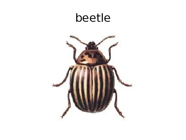 beetle 
