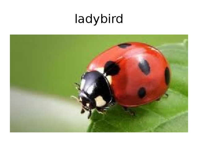 ladybird 