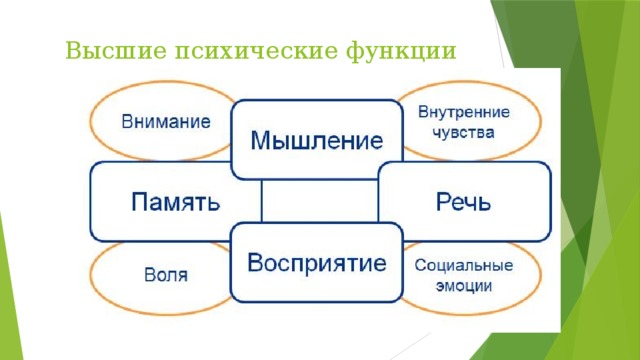 Высшие психические функции презентация