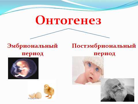 Онтогенез картинка. Эмбриональный и постэмбриональный период развития. Онтогенез эмбриональный и постэмбриональный период развития. Этапы развития животных эмбриональный и постэмбриональный. Этапы эмбрионального развития и постэмбрионального развития.