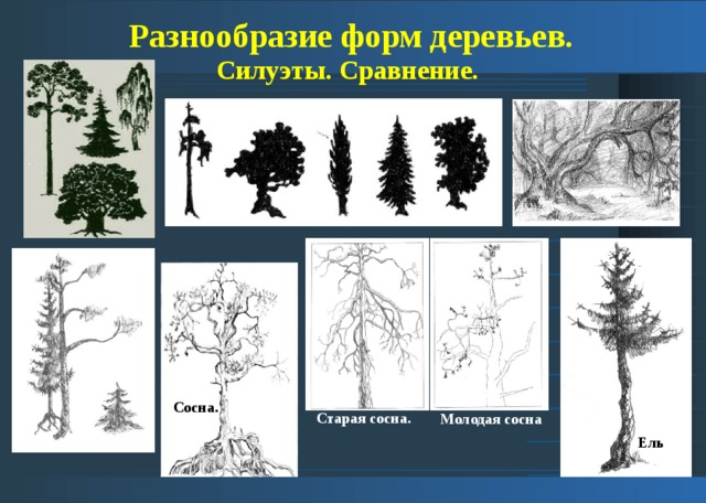 Рисуем деревья 1 класс презентация изо