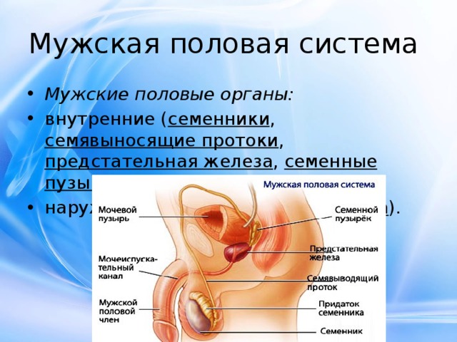 Мужская половая система