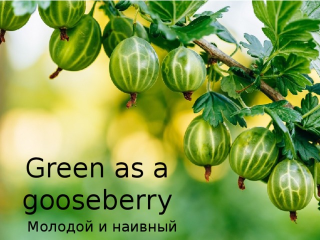 Green as a gooseberry Молодой и наивный 