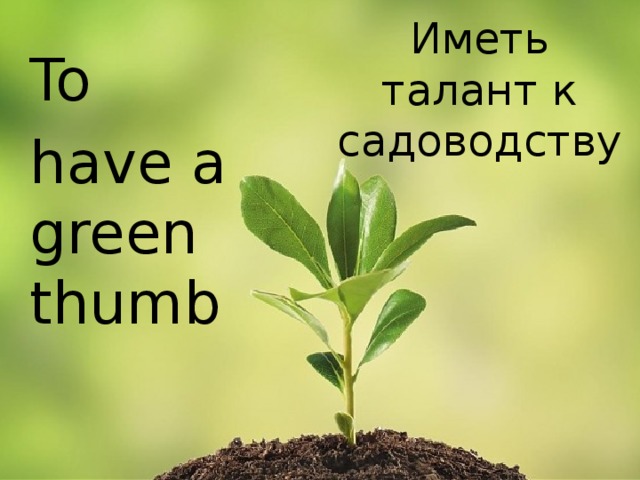 Иметь талант к садоводству To have a green thumb 