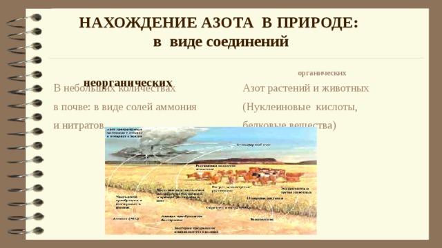 Азот нахождение в природе. Нахождение в природе азота. Нахождение в природе азота в соединении. Азот нахождение в природе кратко. Нахождение в природе солей аммония.