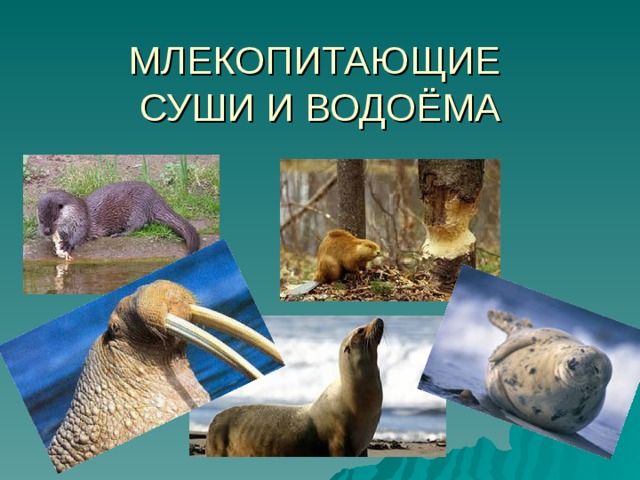 ПОДЗЕМНЫЕ МЛЕКОПИТАЮЩИЕ 