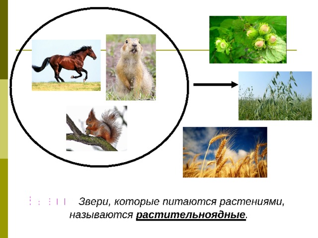 Хищные Хищные 