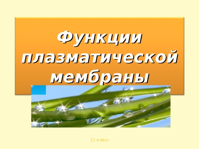 Функции плазматической мембраны 11 класс 