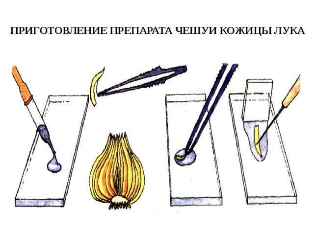 ПРИГОТОВЛЕНИЕ ПРЕПАРАТА ЧЕШУИ КОЖИЦЫ ЛУКА  