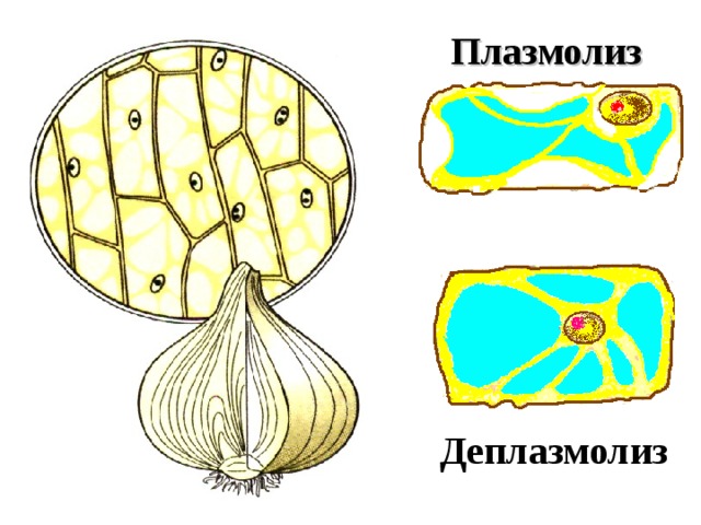 Плазмолиз Деплазмолиз  