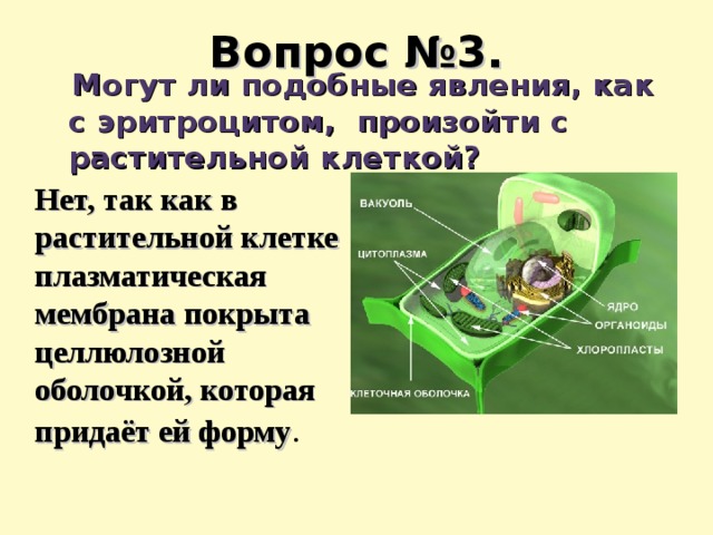 Вопрос №3.  Могут ли подобные явления, как с эритроцитом, произойти с растительной клеткой? Нет, так как в растительной клетке плазматическая мембрана покрыта целлюлозной оболочкой, которая придаёт ей форму . 