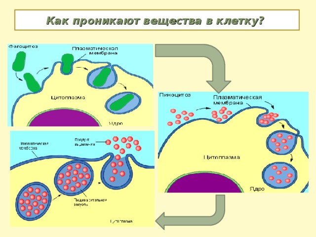 Как проникают вещества в клетку? 