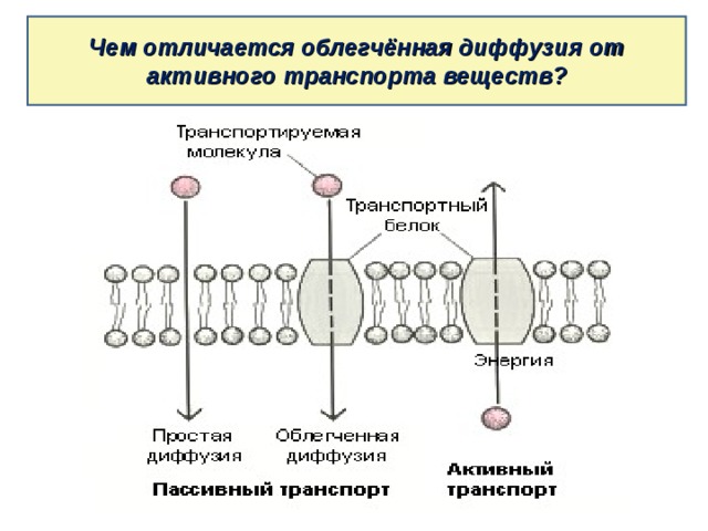 Чем отличается облегчённая диффузия от активного транспорта веществ? 