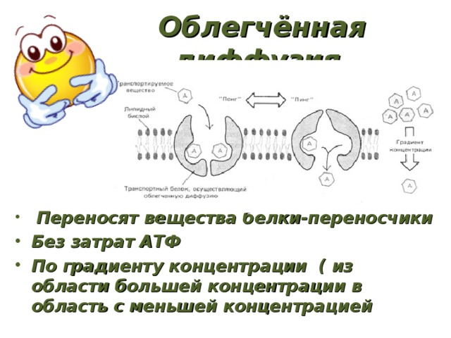 Облегчённая диффузия  Переносят вещества белки-переносчики Без затрат АТФ По градиенту концентрации ( из области большей концентрации в область с меньшей концентрацией 