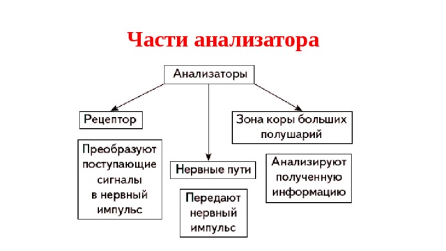 Схема отделов анализатора