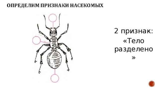 Признаки насекомых картинка